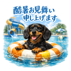 Black Miniature Dachshund for Summer