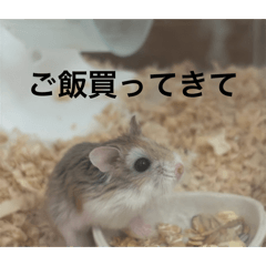 sak_20260808162522