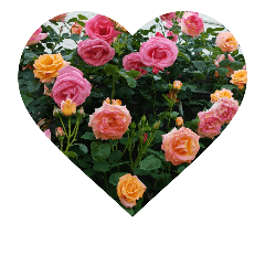 roses  flowers
