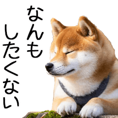 A large Shiba Inu with no motivation