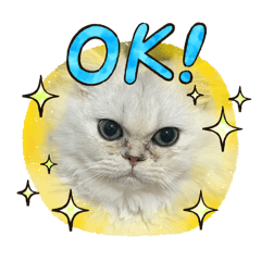 saya_20260809001703