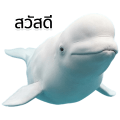 BIG! Beluga whale that can be used (TH)