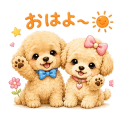 Adorable Twin Toy Poodles