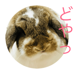 Holland Rop Ears of the USAKO