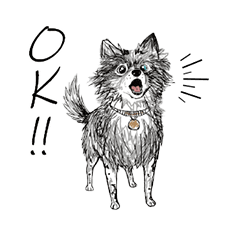 Blue Merle Pomeranian LOUVE vol01
