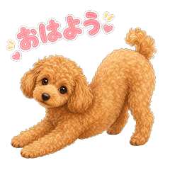Cute Teacup Poodle Girl