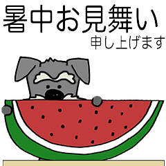 Miniature Schnauzer - SUMMER ver. -