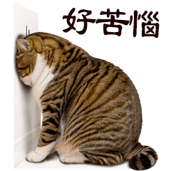 Chubby meow 01 big TW