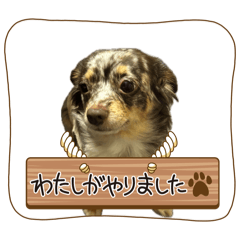 long dog_20260809144233