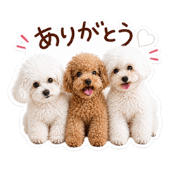 ToypoodleAruMeruMin