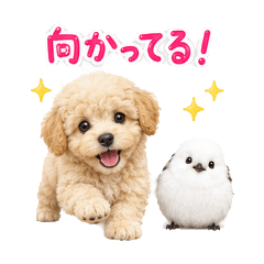 Meet Up Maltipoo and Shimaenaga Stickers
