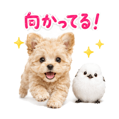 Meet Up Chipoo and Shimaenaga Stickers