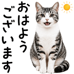 Lovely Silver Tabby & White