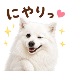 DOG  GOOD  Sticker312