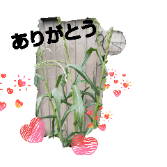 tomoko Word