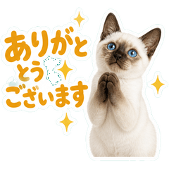 Real Siamese Kitten Polite Stickers