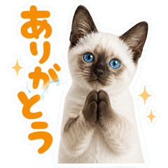 Real Siamese Kitten Daily Stickers