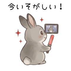 Choco the Netherland Dwarf Rabbit
