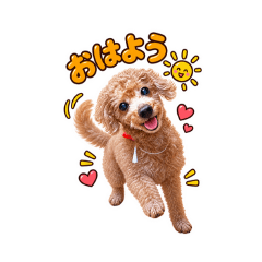 Happy Poodle Little Moments