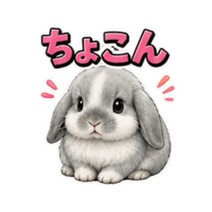 Minilop_小軟耳 5TS