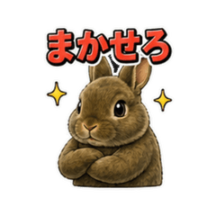 Rex_光滑棕色兔子 P6K