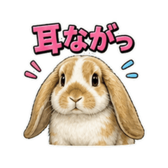 英國垂耳兔_長耳兔 JR4