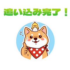 Muscle Shiba: Pumping Up with Chick