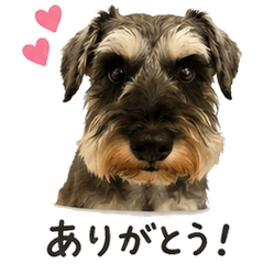 Leon, my wife's Miniature Schnauze