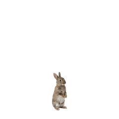 【小さく表示される】うさぎ