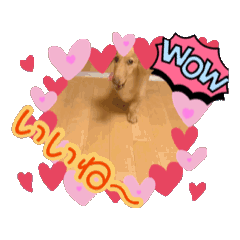 love dog_20260810090600