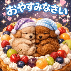 toy poodle in sweets np