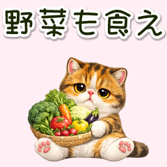Blunt but Caring Adorably Grumpy Cat
