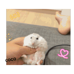 不同的動物