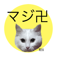 White cat Osaka dialect