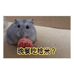 阿肥 可愛