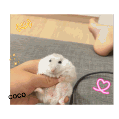 不同的可愛動物