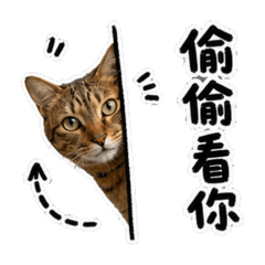 麻擠の小日常