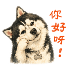 陽光小靚女：哈士奇胖哥你好呀！