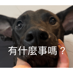 小黑狗表情包1.0