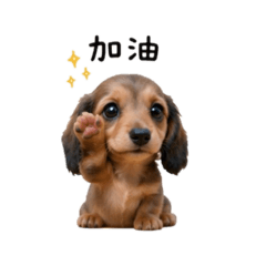 可愛的小bu