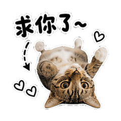 可愛錢錢☺️