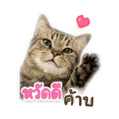 TillyChon_20260612073139