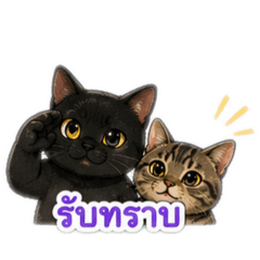 Pammy_20260612162102