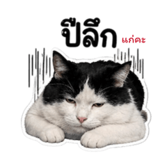 Meow pakdee