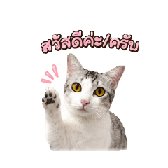 ppcnyx_20260614125953