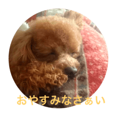 Pet dog maron2