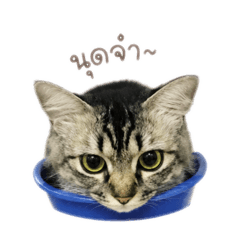 CAT_FUFU