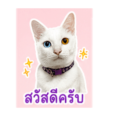 TaoSuanjaaaa