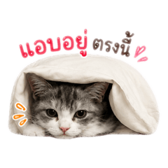 Kittinun_20260617162651