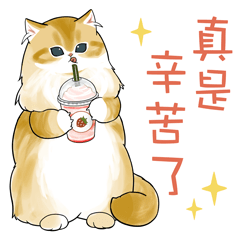 長毛貓咪